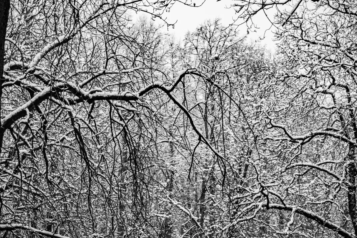 Snow-covered branches filling the frame